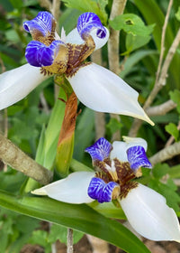 Brazilian Walking Iris (Neomarica gracilis) - Ladybird Nursery