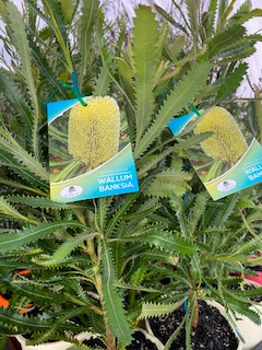 Wallum Banksia (Banksia aemula) - Ladybird Nursery