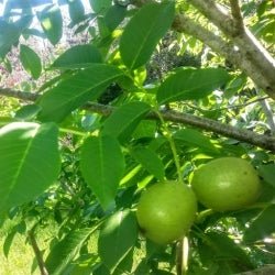 Walnut Placentia - Ladybird Nursery