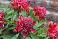 Waratah Essies Gift (Telopea) - Ladybird Nursery