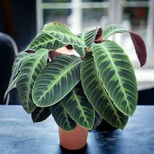 Calathea Warscewiczii