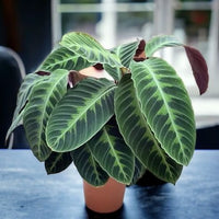 Calathea Warscewiczii