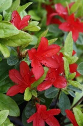 Azalea kurume Addy Wery - Ladybird Nursery