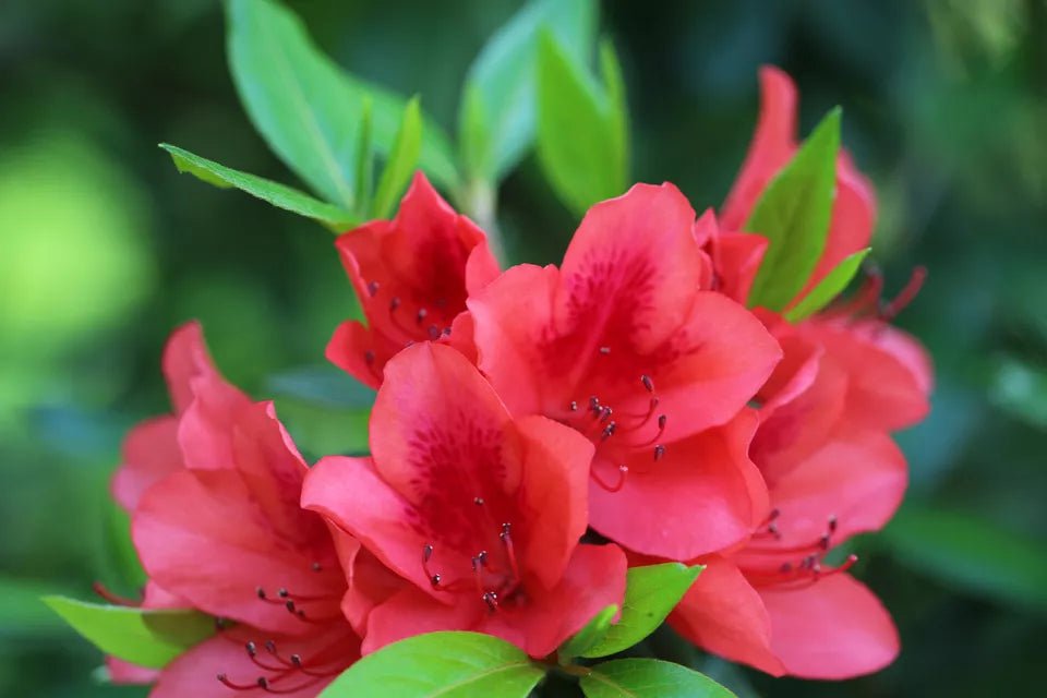 Azalea kurume Addy Wery - Ladybird Nursery
