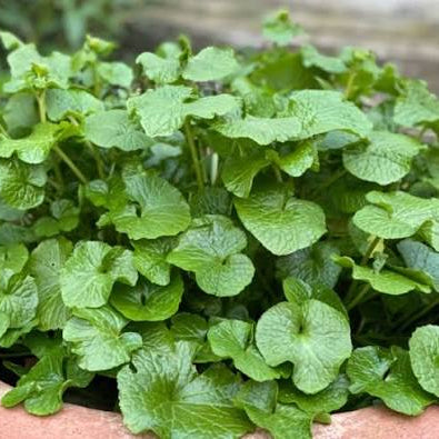 Wasabi 'Mikado' (Wasabia japonica)