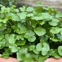 Wasabi 'Mikado' (Wasabia japonica)