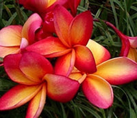 Frangipani WA Sunset (Plumeria) - Ladybird Nursery