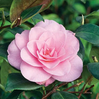 Camellia 'Waterlily' (Camellia x williamsii) - Ladybird Nursery