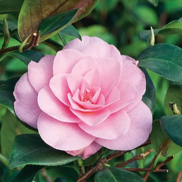 Camellia 'Waterlily' (Camellia x williamsii) - Ladybird Nursery