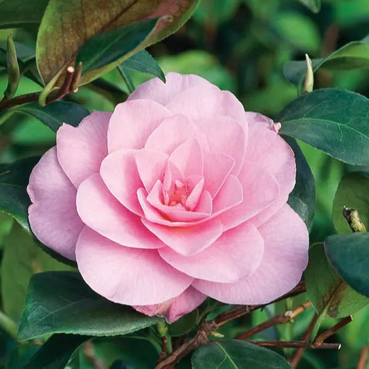 Camellia 'Waterlily' (Camellia x williamsii) - Ladybird Nursery