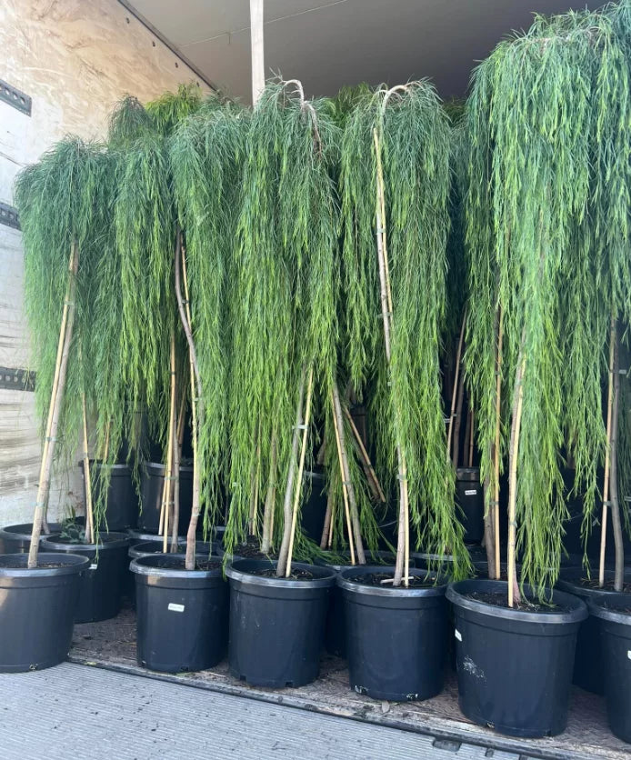 Bower Wattle Waterfall™ Standards (Acacia cognata)