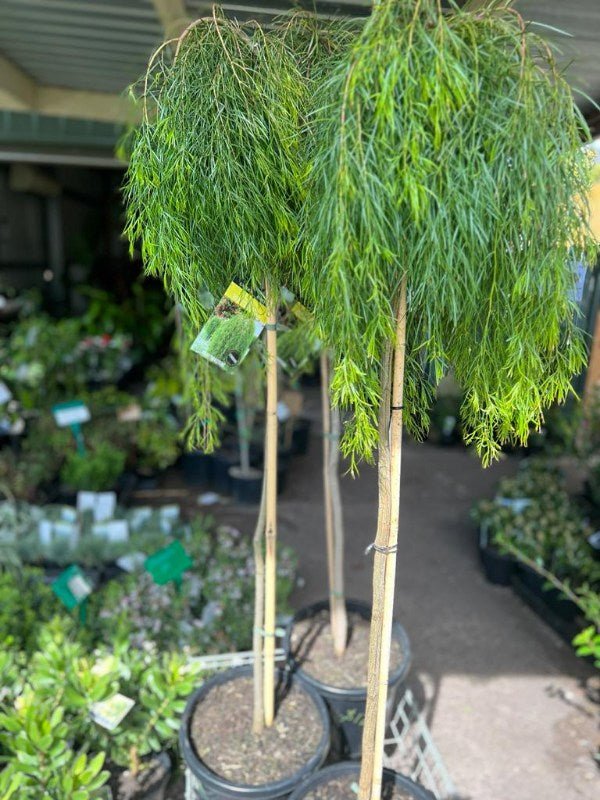 Bower Wattle Waterfall™ Standards (Acacia cognata) - Ladybird Nursery
