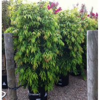 Weeping Lilly Pilly (Waterhousia floribunda) - Advanced