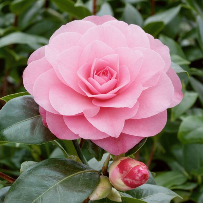 Camellia 'Waterlily' (Camellia x williamsii) - Ladybird Nursery