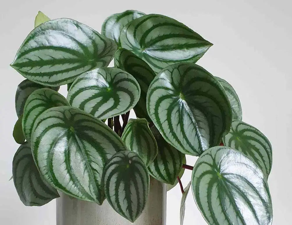 Peperomia Variegated (Peperomia spp.)