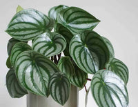 Peperomia Variegated (Peperomia spp.)