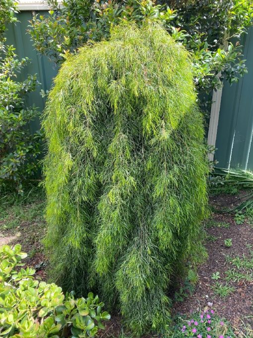Bower Wattle Waterfall™ Standards (Acacia cognata)