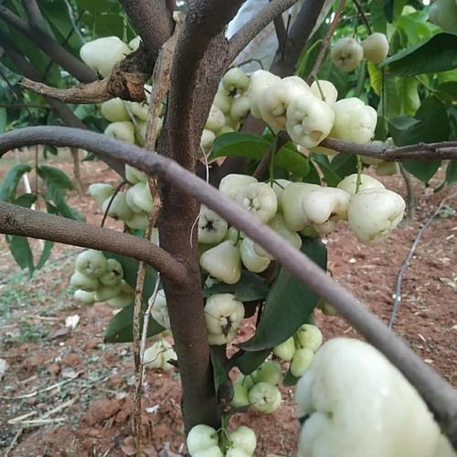 Wax Jambu White