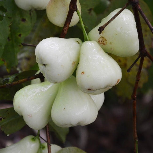 Wax Jambu White - Ladybird Nursery