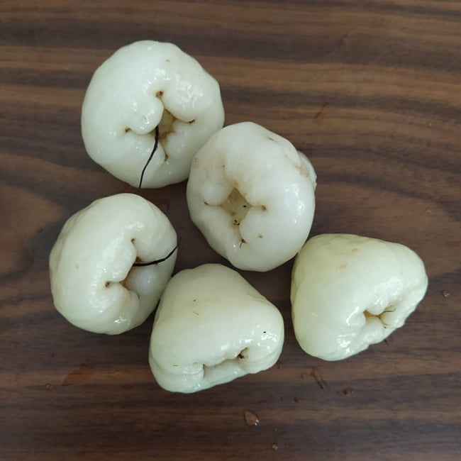 Wax Jambu White - Ladybird Nursery