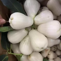 Wax Jambu White - Ladybird Nursery