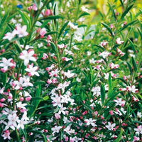 Waxflower 'Winter Rouge' (Philotheca myoporoides) - Ladybird Nursery