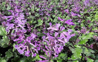 Plectranthus ‘Velvet Elvis’