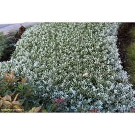 Emu Bush prostrate Blue Horizon™ (Eremophila glabra)