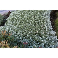 Emu Bush prostrate Blue Horizon™ (Eremophila glabra)