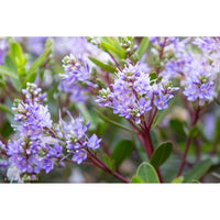 Hebe Bloomin Lilac Mist - Ladybird Nursery