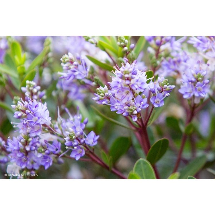 Hebe Bloomin Lilac Mist - Ladybird Nursery