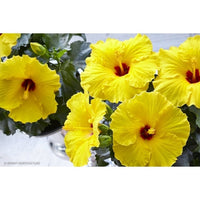 Hibiscus Flamenco™ Xanthe - Ladybird Nursery