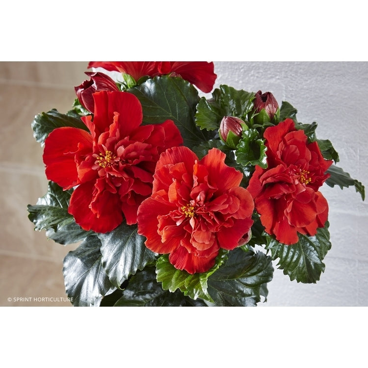 Hibiscus Flamenco™ Medusa