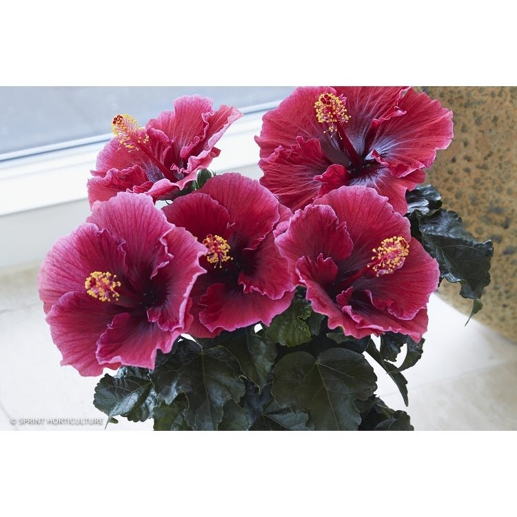 Hibiscus Flamenco™ Adonicus Red - Ladybird Nursery