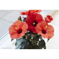 Hibiscus Flamenco™ Adonicus Red - Ladybird Nursery