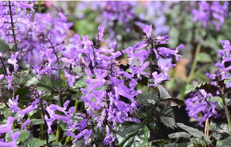 Spur Flower Velvet Idol (Plectranthus) - Ladybird Nursery