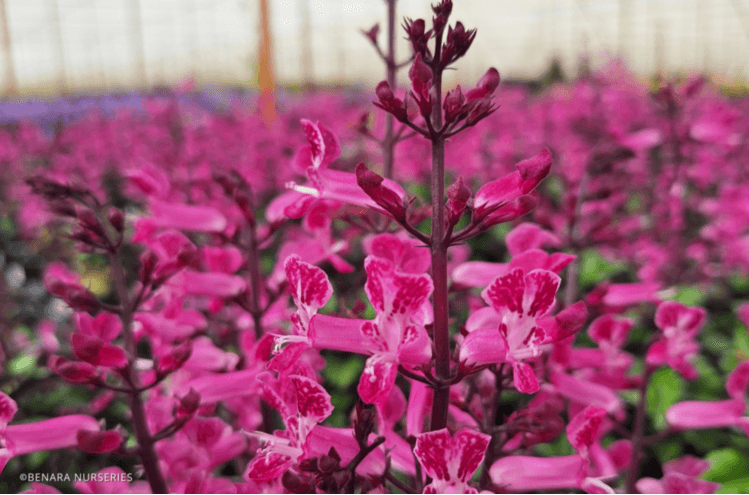Spur Flower Velvet Lady (Plectranthus) - Ladybird Nursery