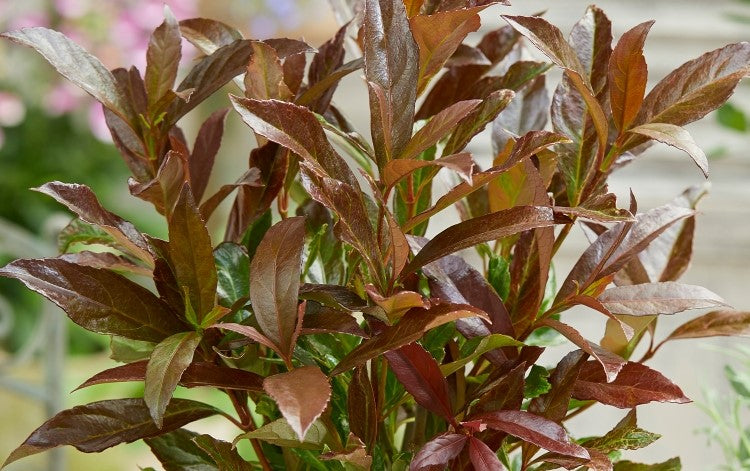 Sweet Viburnum Coppertop (Viburnum odoratissimum)