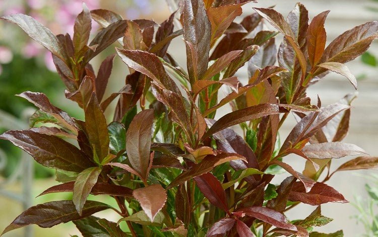Sweet Viburnum Coppertop (Viburnum odoratissimum) - Ladybird Nursery