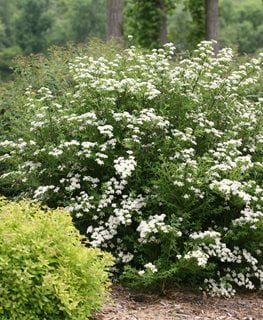 Spirea Single White May (Spiraea) - Ladybird Nursery