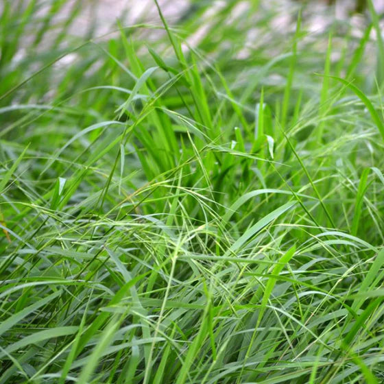 Weeping Grass (Microlaena stipoides)