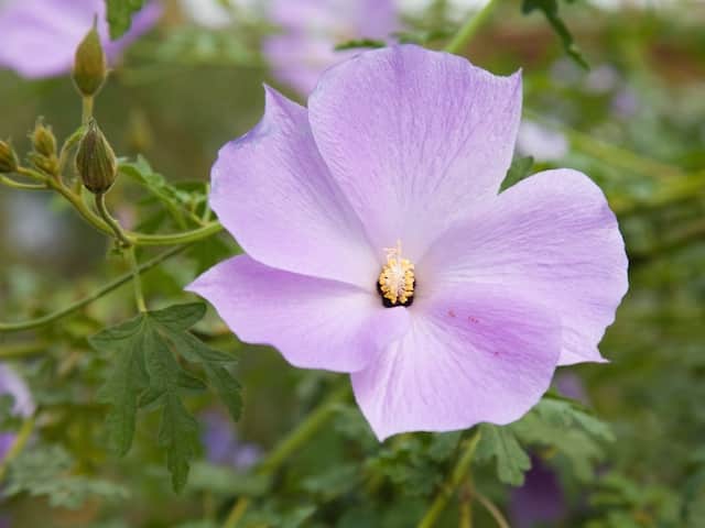 Blue Hibiscus West Coast Gem (Alyogyne huegelii)