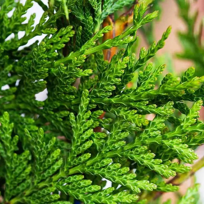 Western Red Cedar Hillerii (Thuja plicata) - Ladybird Nursery