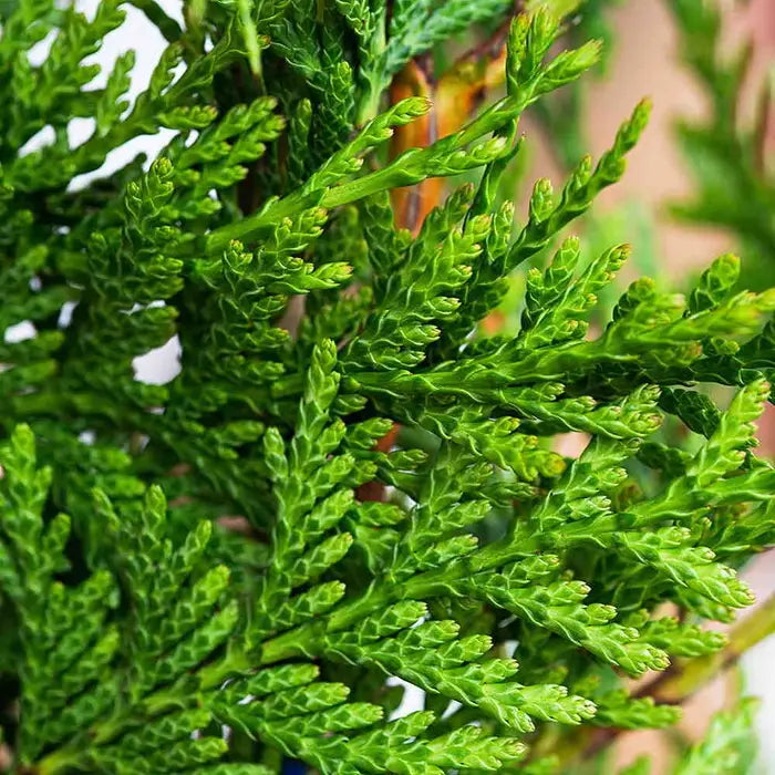 Western Red Cedar Hillerii (Thuja plicata)