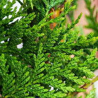 Western Red Cedar Hillerii (Thuja plicata)