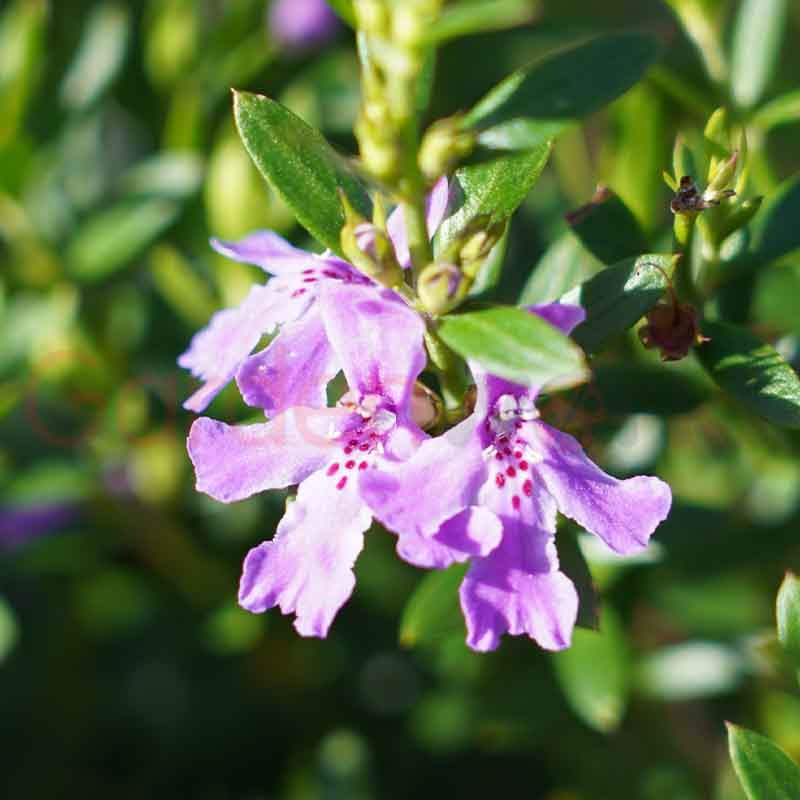 Coastal Rosemary Deeppurple (Westringia glabra)