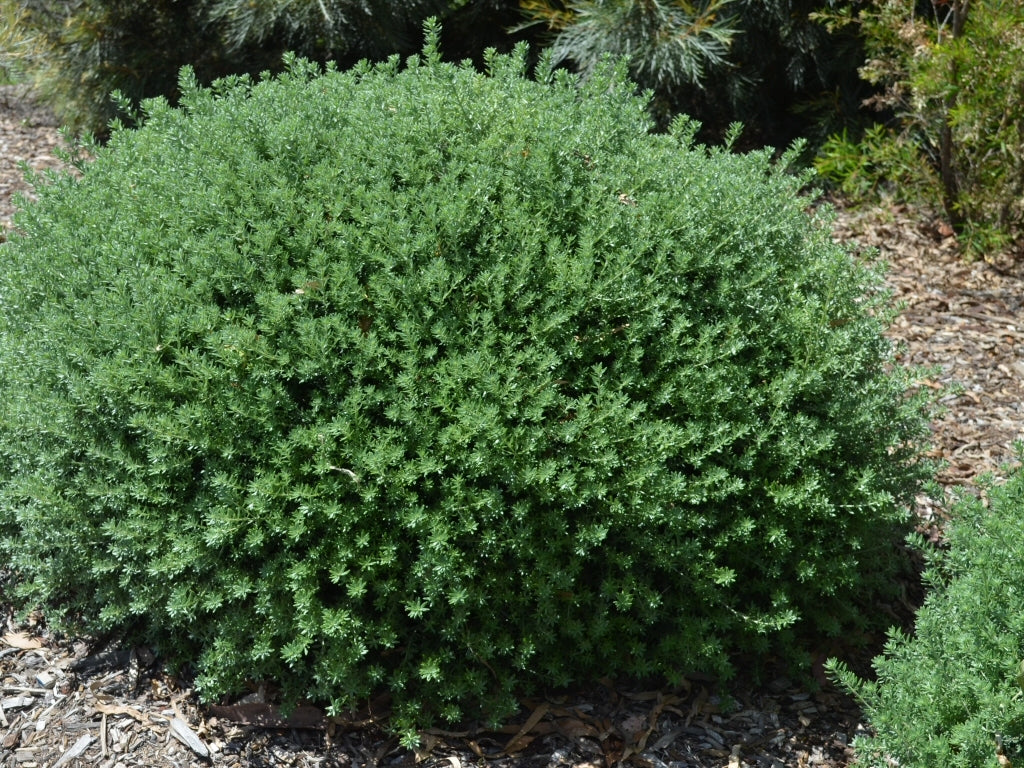 Coastal Rosemary Zena (Westringia fruticosa)