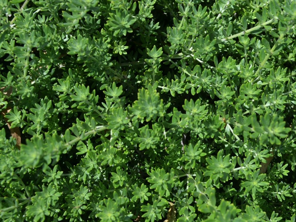 Coastal Rosemary Zena (Westringia fruticosa) - Ladybird Nursery