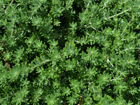 Coastal Rosemary Zena (Westringia fruticosa)