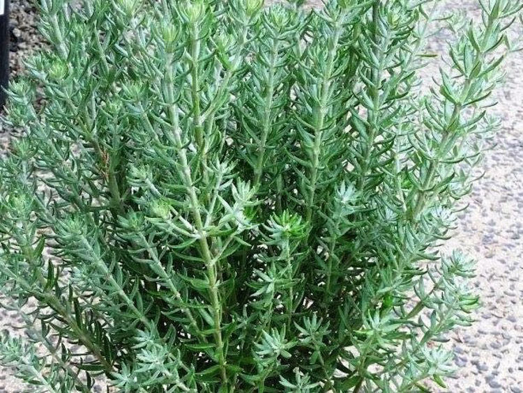 Coastal Rosemary Funky Chunky (Westringia fruticosa)